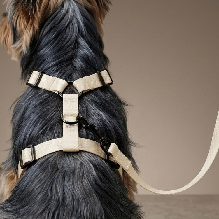 Teddy Harness
