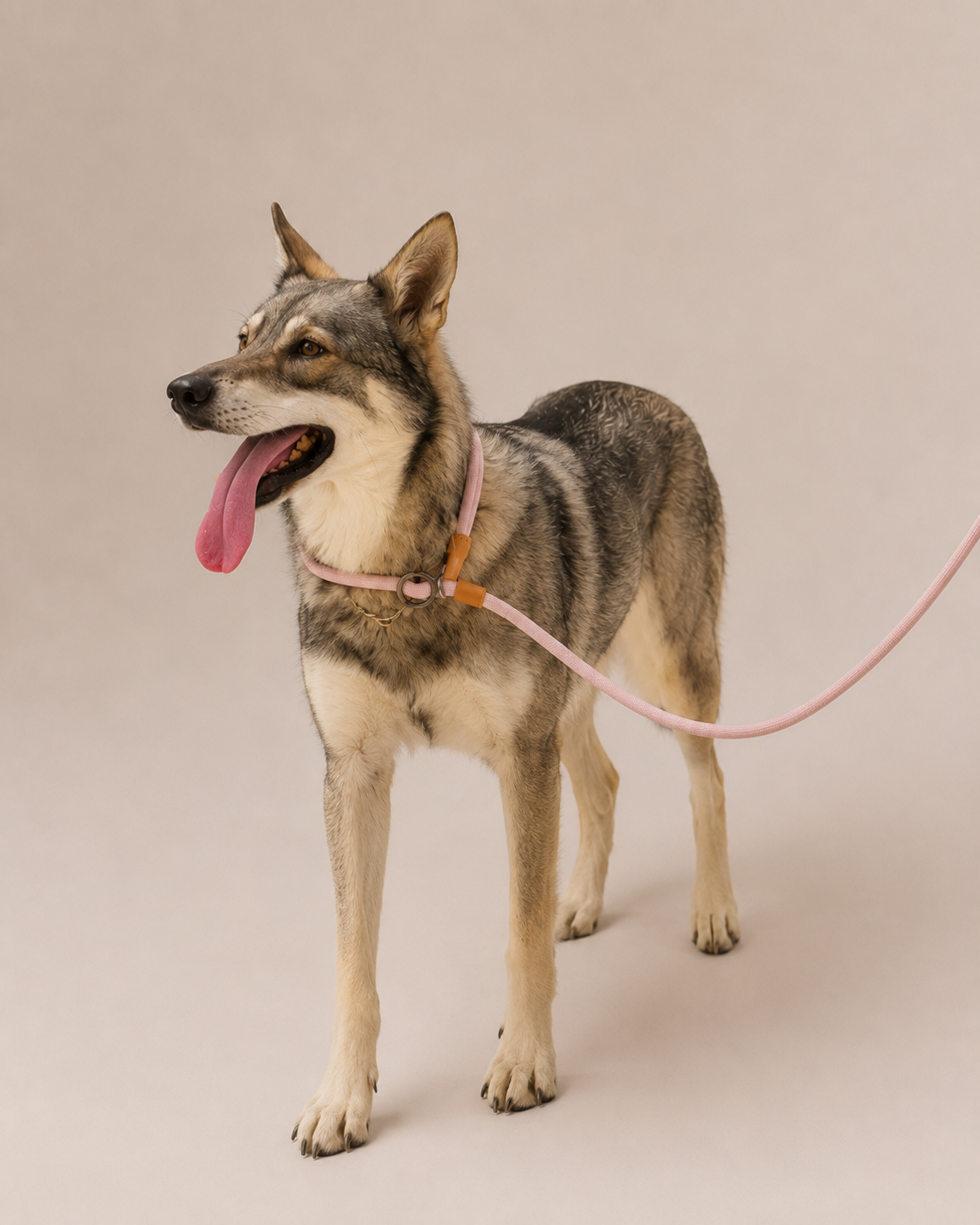 Hands Free Leash - 4 in 1