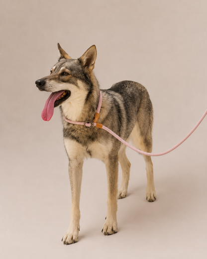 Hands Free Leash - 4 in 1