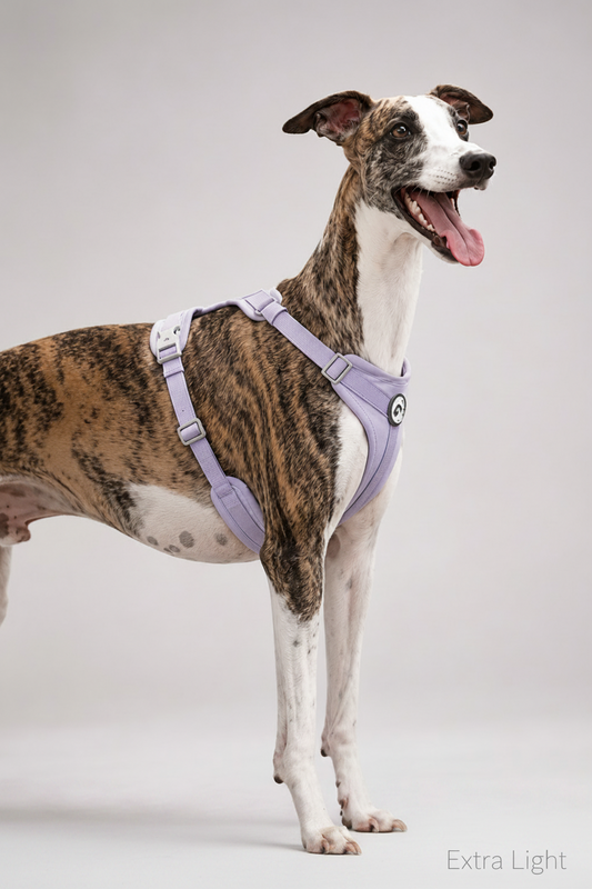 Air Harness