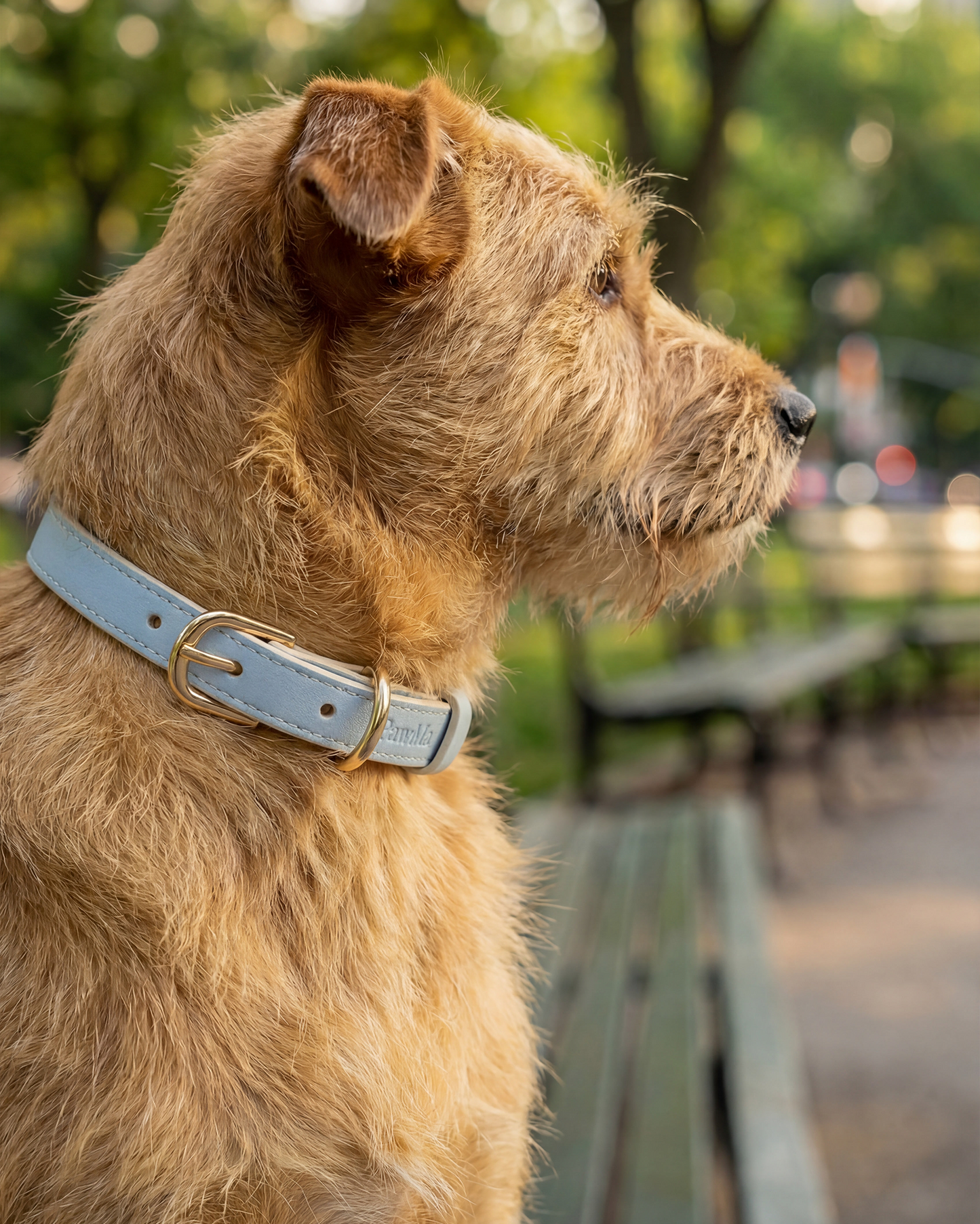 PawMa Beverly AirTag Dog Collar