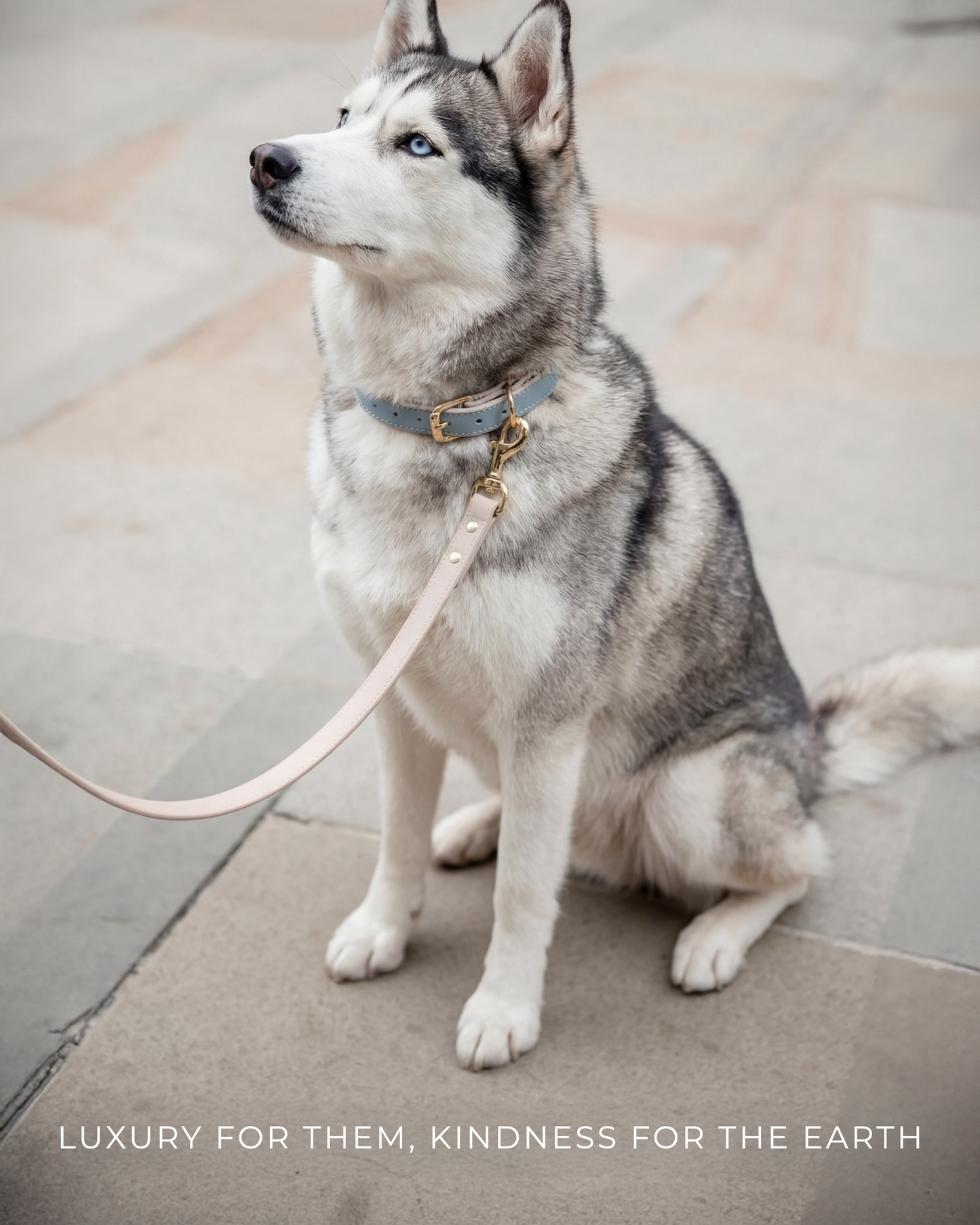 PawMa Beverly AirTag Dog Collar