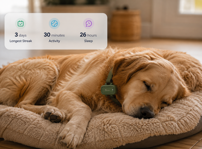 PawMa GPS&Health Tracker