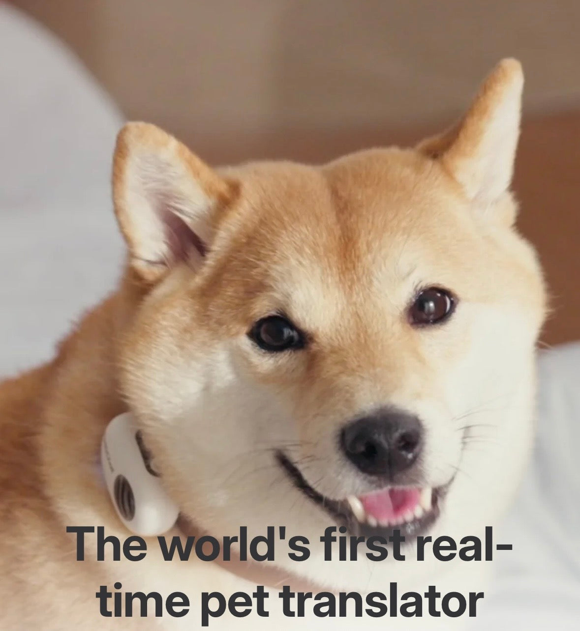 First Real-Time Pet Translator