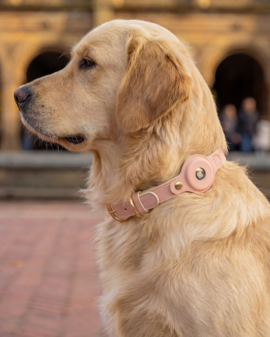 PawMa Beverly AirTag Dog Collar