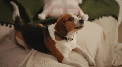 First Real-Time Pet Translator